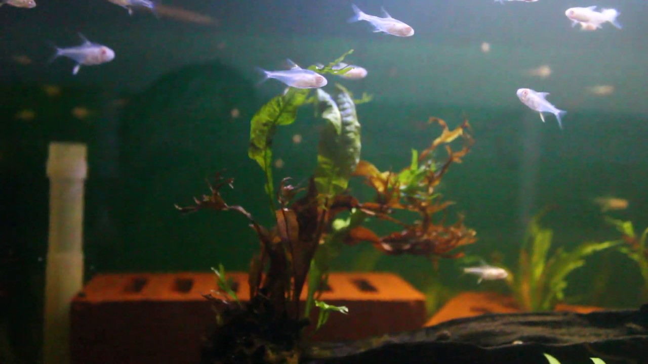 Albino Lemon Tetra | Ornamental Fish Farming | RAD Aquasystem