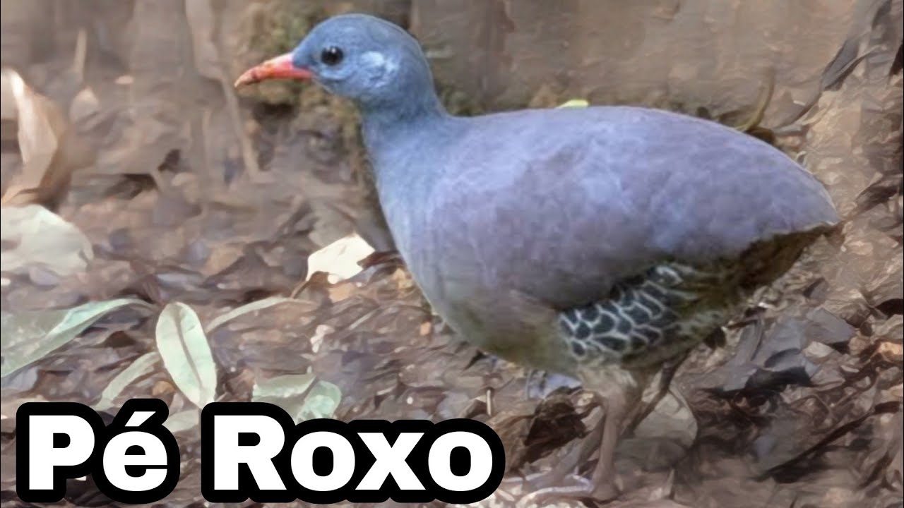 Inhambu Chit&atilde;o veja a dist&acirc;ncia🙂EMO&Ccedil;&Atilde;O GARANTIDA