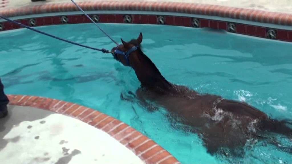 Terapia Natación  Equina