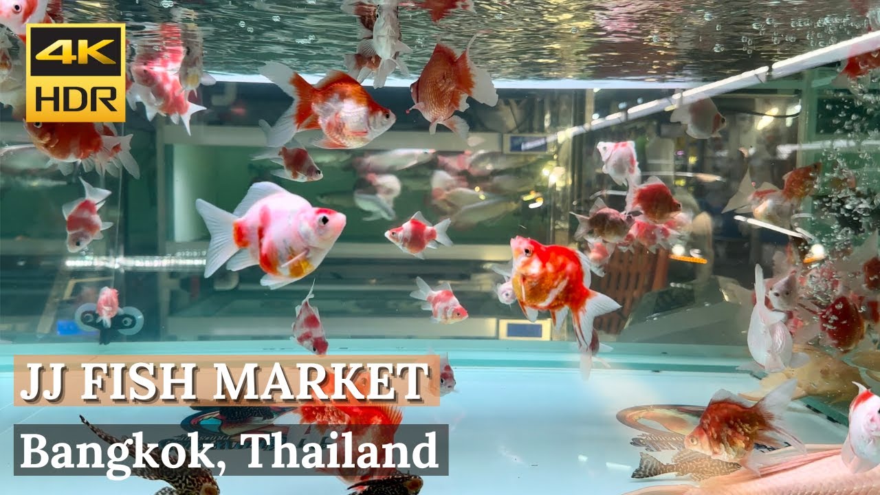 [BANGKOK] Chatuchak Weekend Market Fish Zone - Best Fish Market In Bangkok! [Walking Tour 4K HDR]