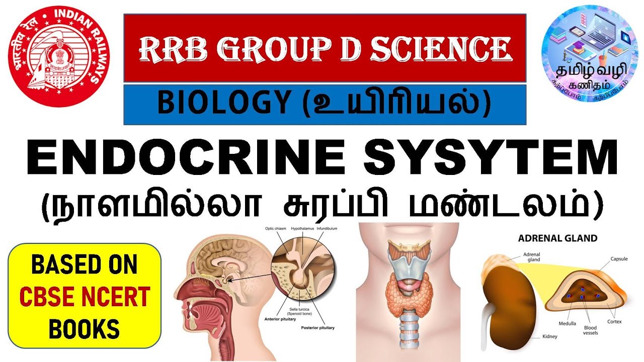 ENDOCRINE SYSYTEM(நாளமில்லா சுரப்பி மண்டலம்)/BIOLOGY/RRB GROUP D & NTPC & SSC SCIENCE IN TAMIL