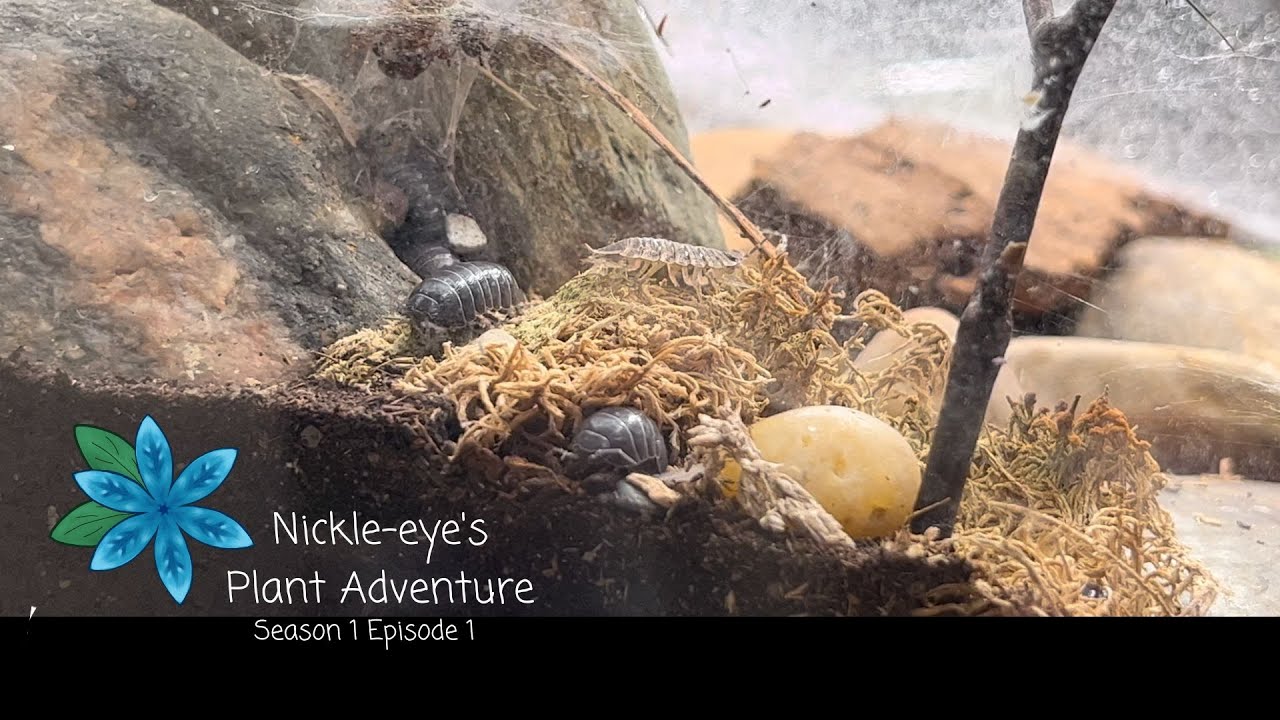 Nickle-Eye's Plant Adventure S1 Ep 01