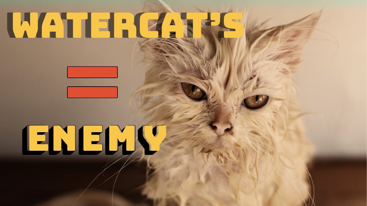 You’ve Been Doing It Wrong! Learn Why Do Cats Hate Water