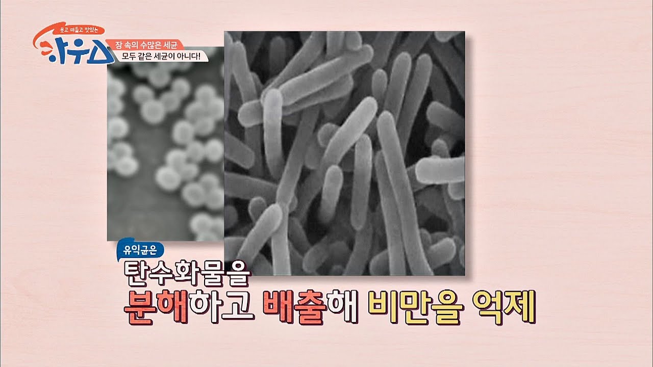 유익균vs유해균의 싸움에서 '중간균' 관리가 관건♨ 하우스(HOWs) 76회