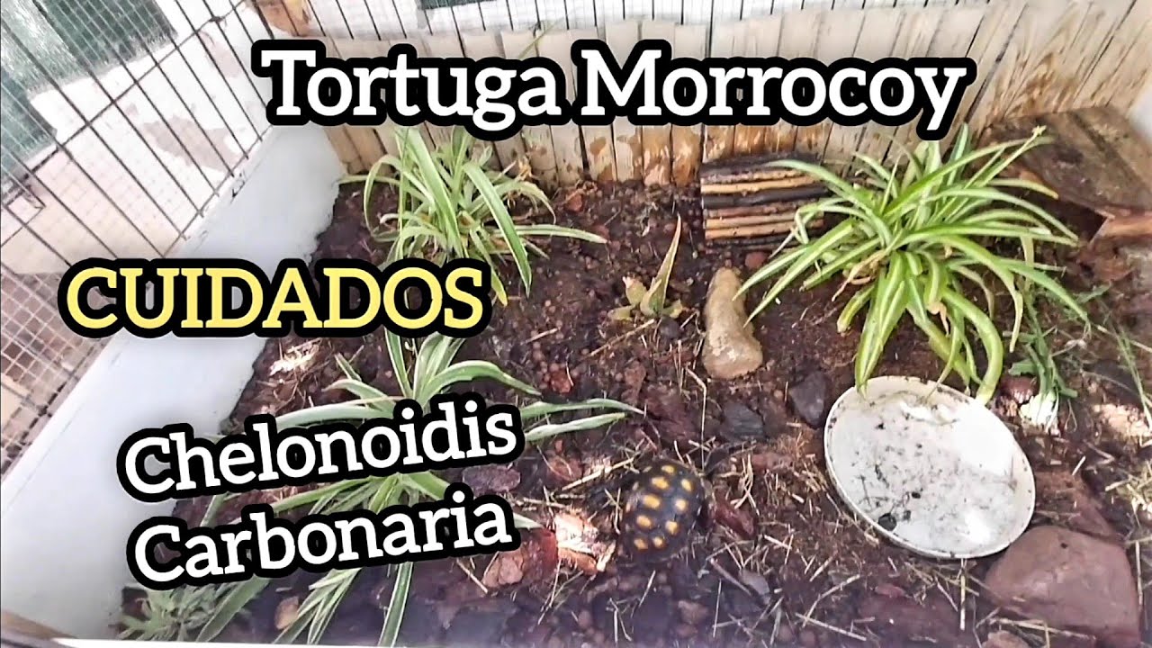 Cuidados Tortuga Morrocoy chelonoidis Carbonaria