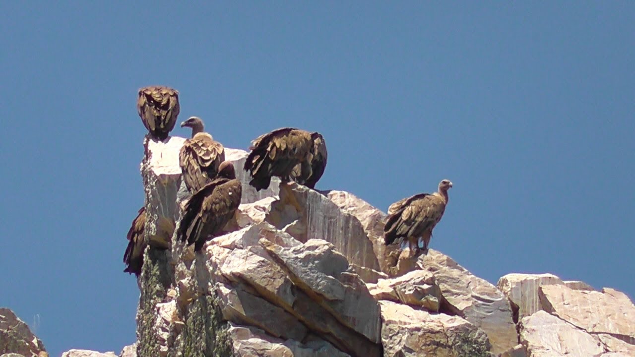 SPAIN national park Monfrague (30 May 2015)