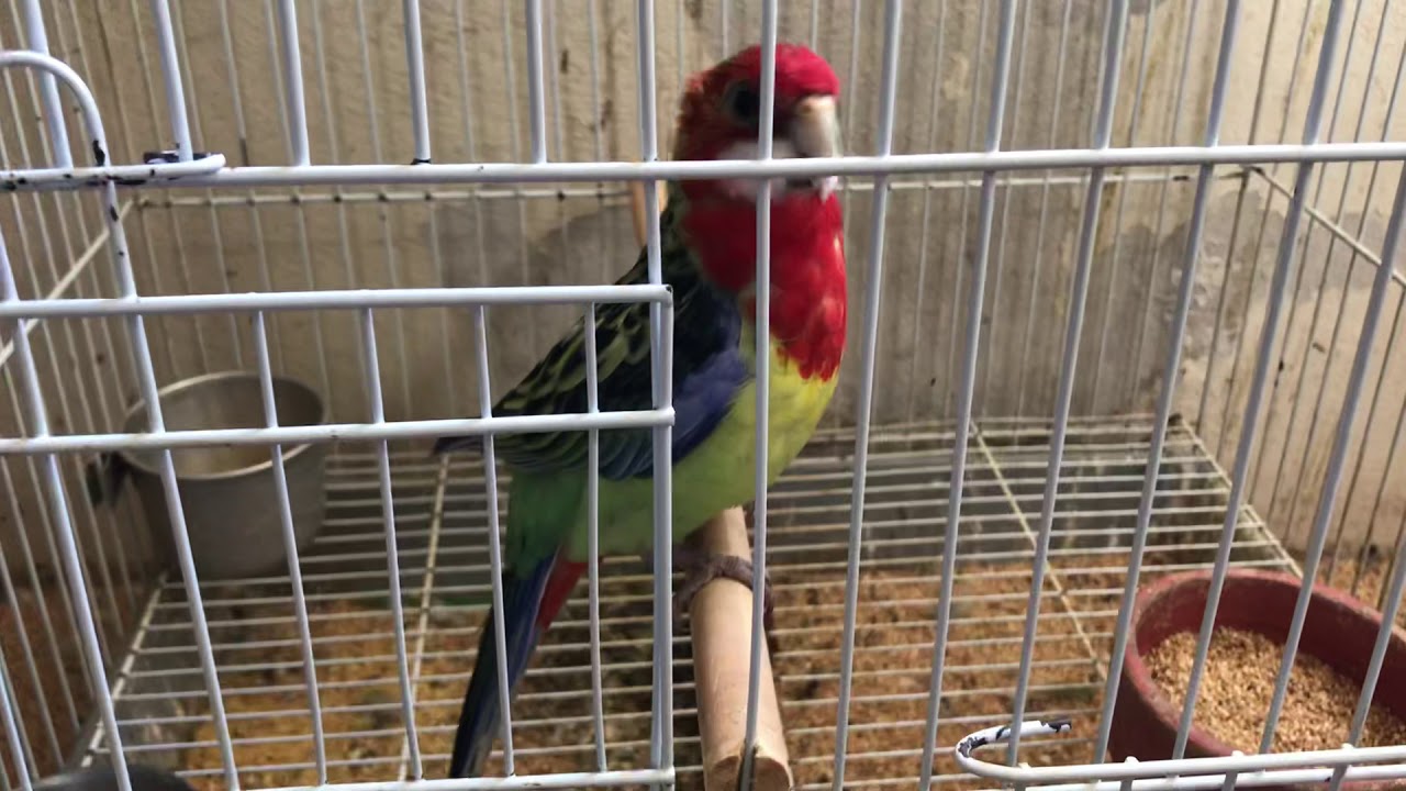Rosela manso assobiando e come&ccedil;ando a falar