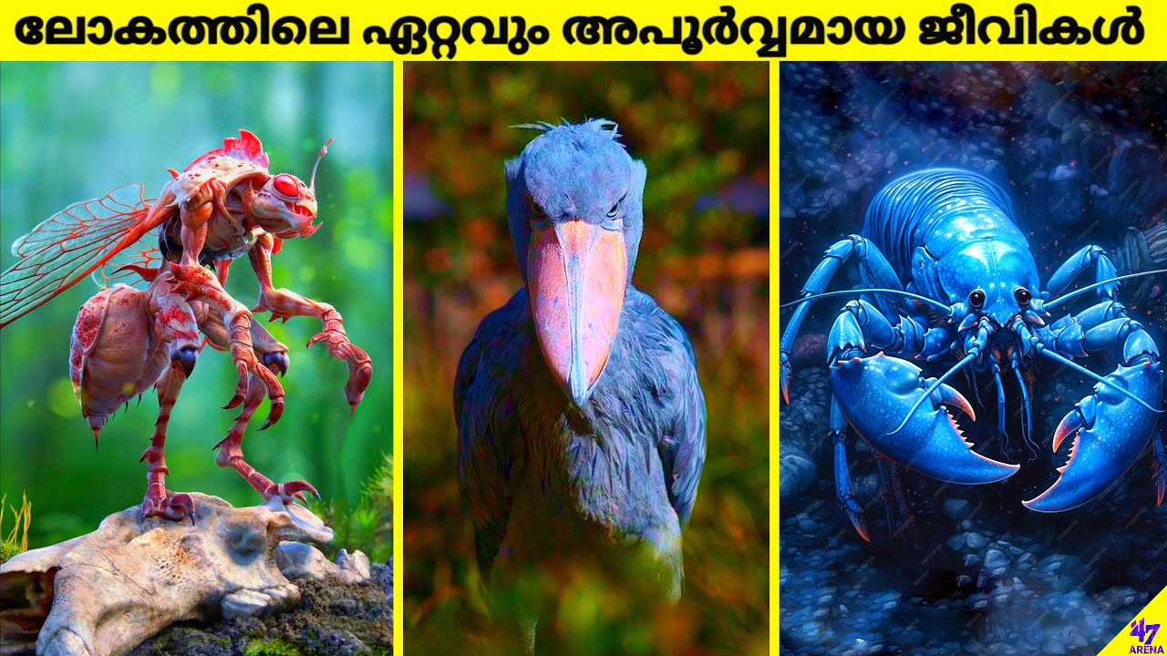 Rarest Animals On Earth That Are Only Seen Few Times | Facts Malayalam | 47 ARENA