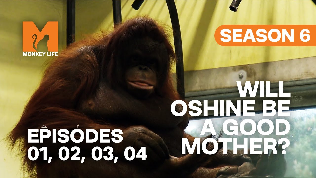 Oshine Becomes A Mother in Monkey Life | S06 E01, 02, 03 & 04 | Full Episodes