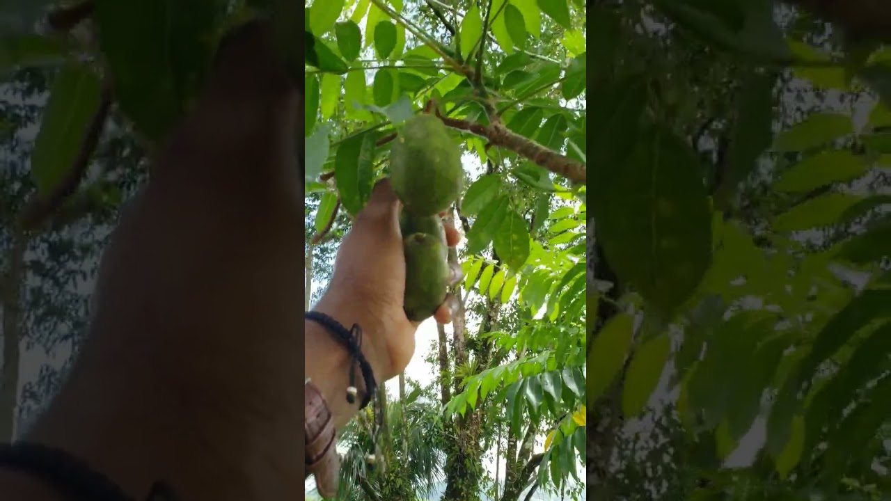 How We Harvest Plums