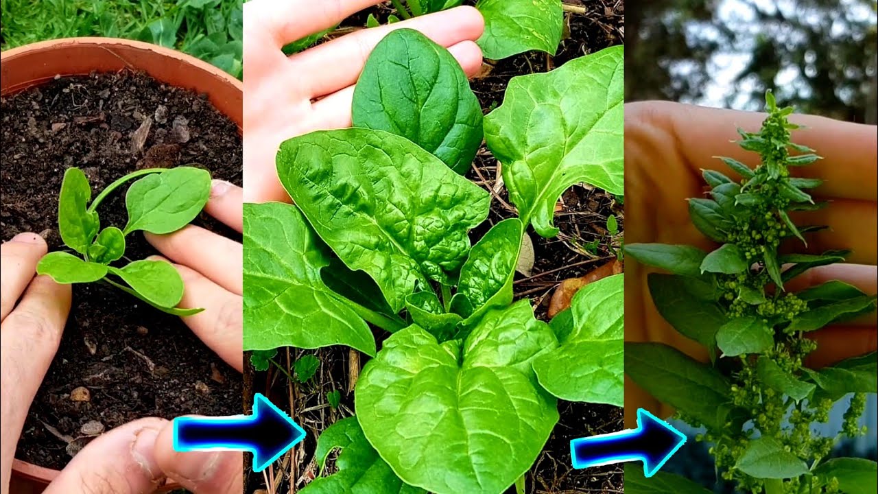Nunca mas las volverás a comprar 🍃 Cultiva espinacas en casa (Sembrar, plantar y Germinar espinaca)
