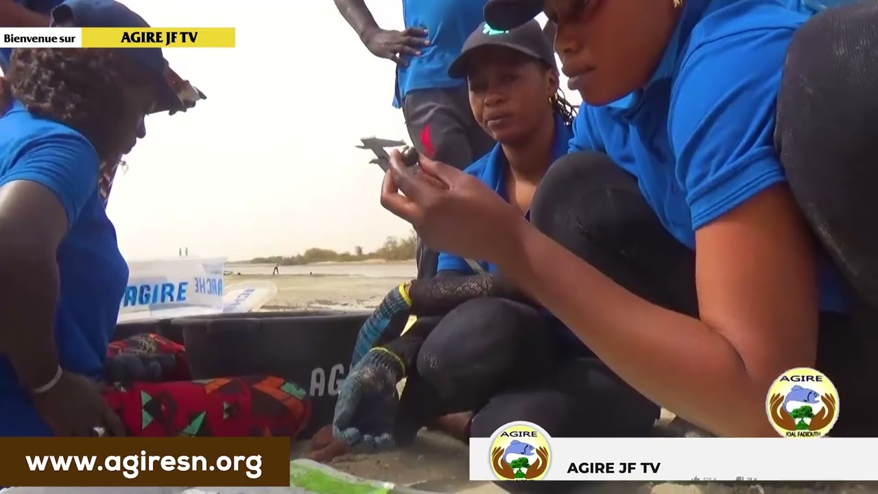 Réensemencement des arches à Joal : AGIRE pour la résilience communautaire 🌱🌊