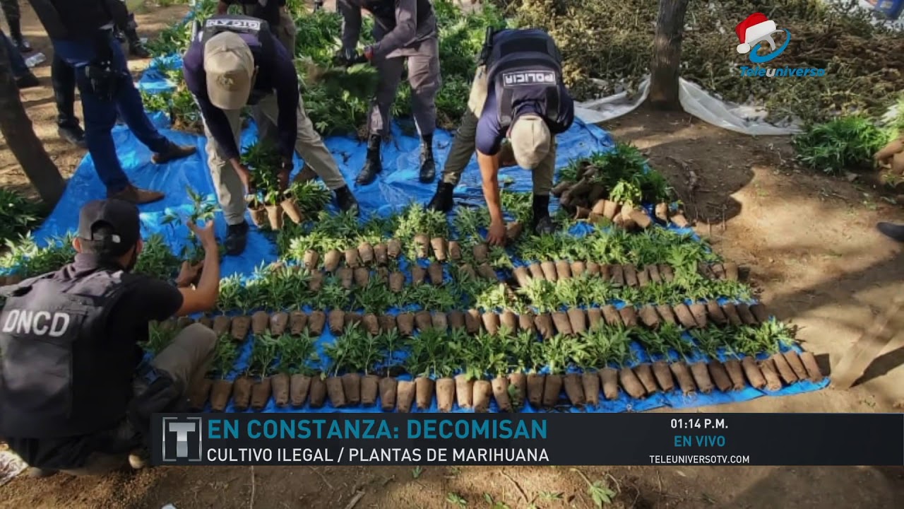 Decomisan cultivo de cientos de plantas presumiblemente marihuana en Constanza