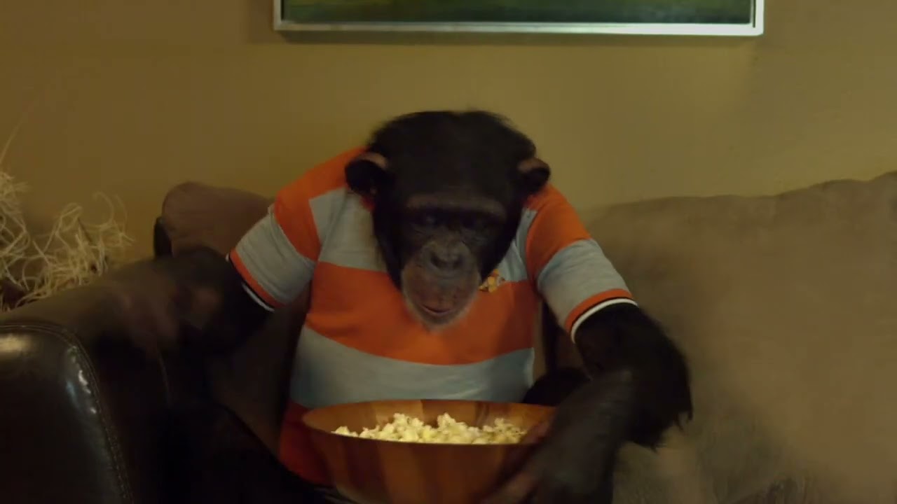 ACME BAIL BONDS the best commercial with a chimp