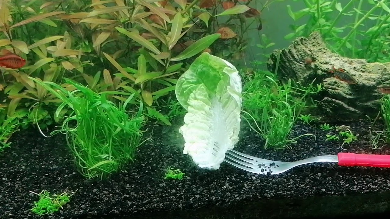 Caracol planorbis ¿Se come las plantas?