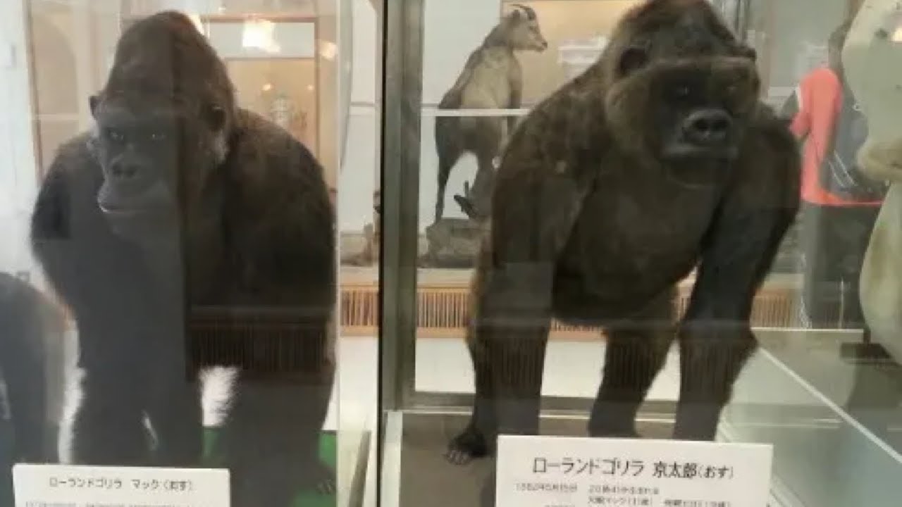 1/31 9am Genki's brother Kyotaro!  Momotaro Family, gorilla , Kyoto Zoo ゲンキの兄の京太郎、モモタロウ家族,ゴリラ,京都市動物園