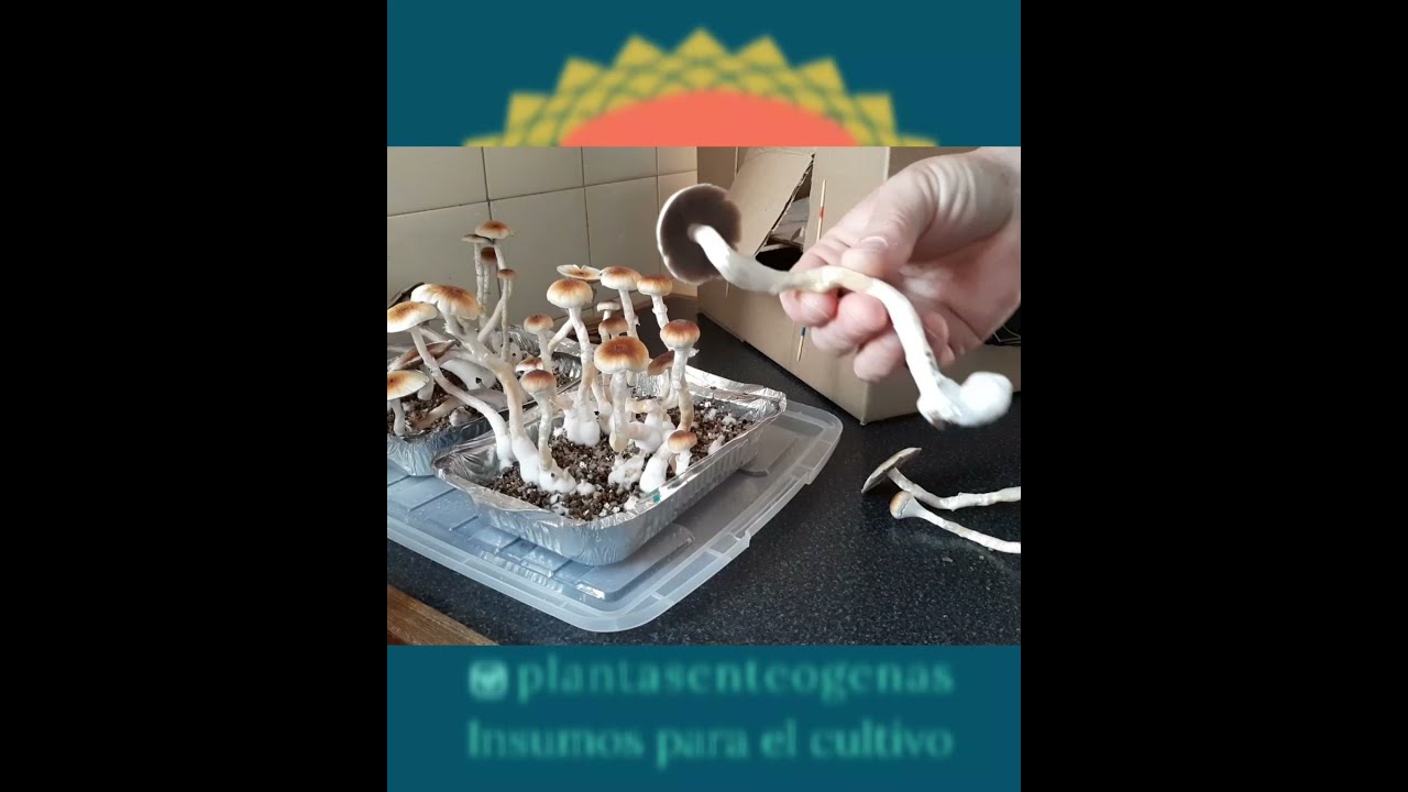 Como cosechar hongos