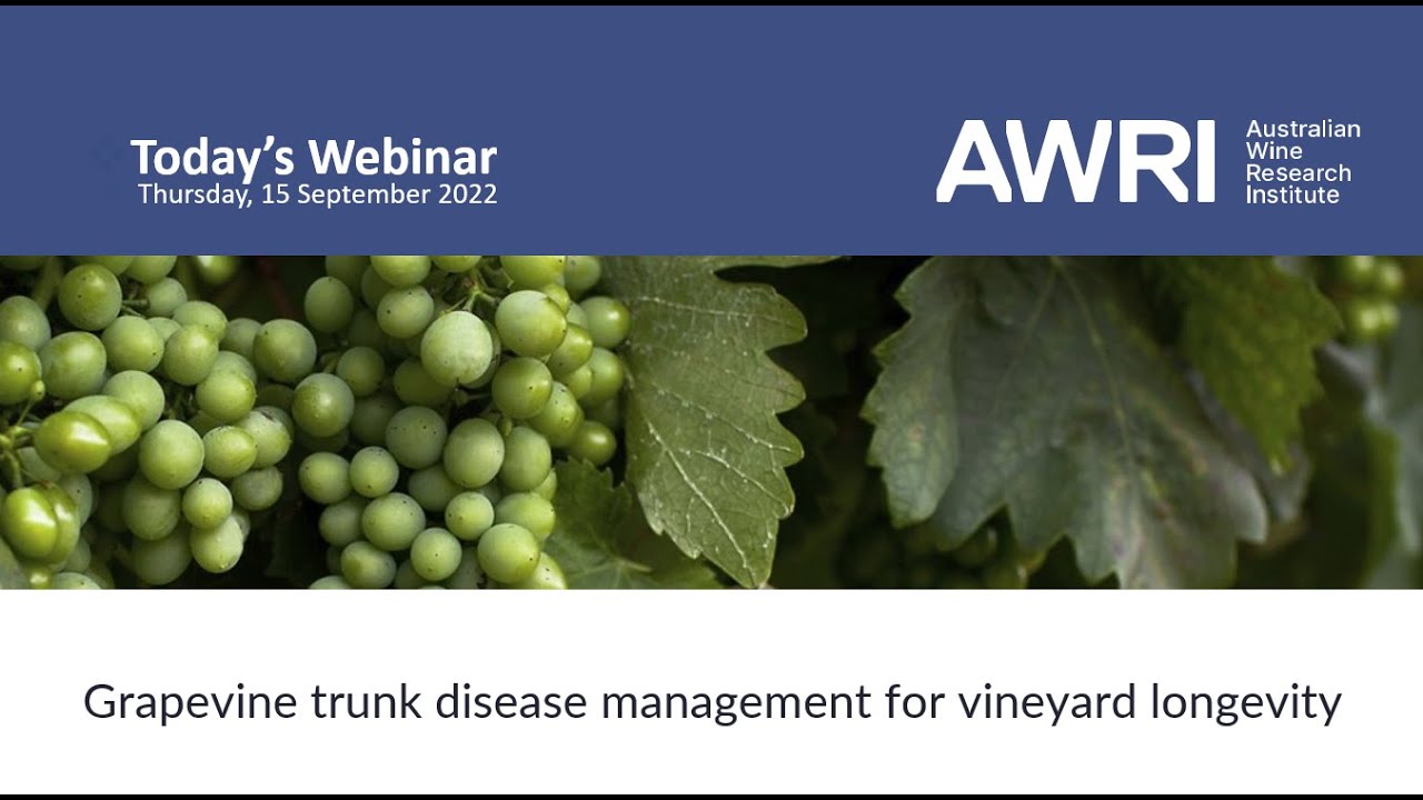 Grapevine Trunk Disease Management for Vineyard longevity