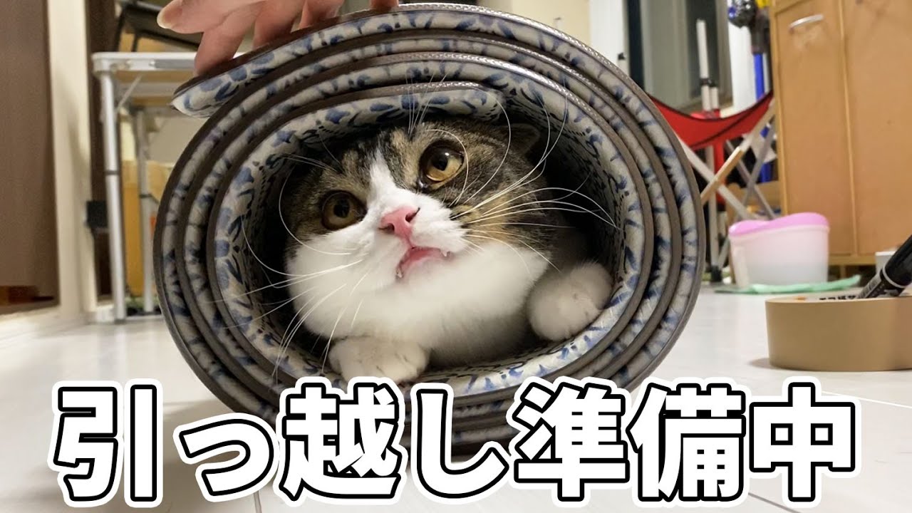 引っ越しの準備を邪魔する息子猫が可愛すぎるwww