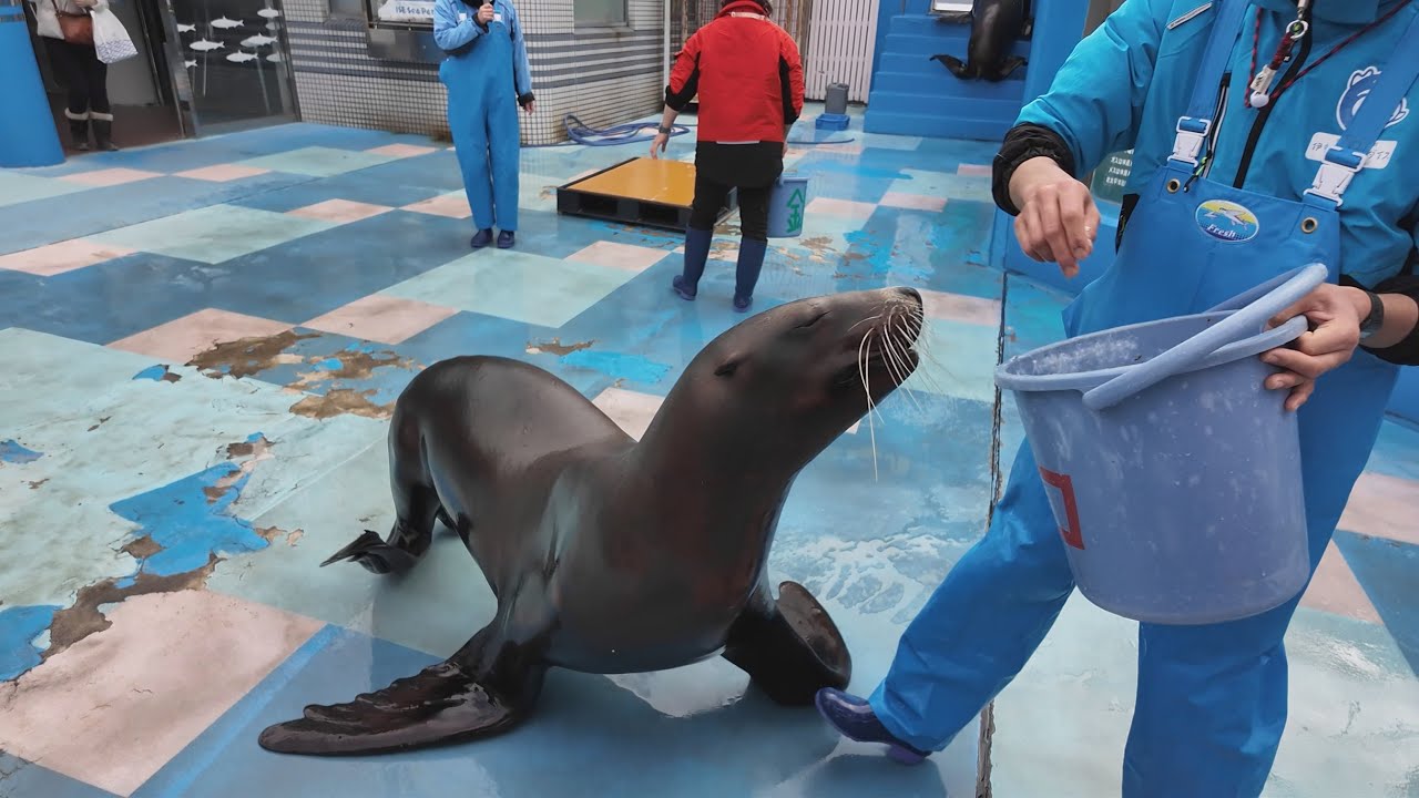 トドのお食事タイム　伊勢シーパラダイス　26.01.26