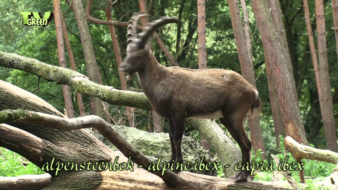 Alpensteenbok - Capra ibex - Alpine ibex #01