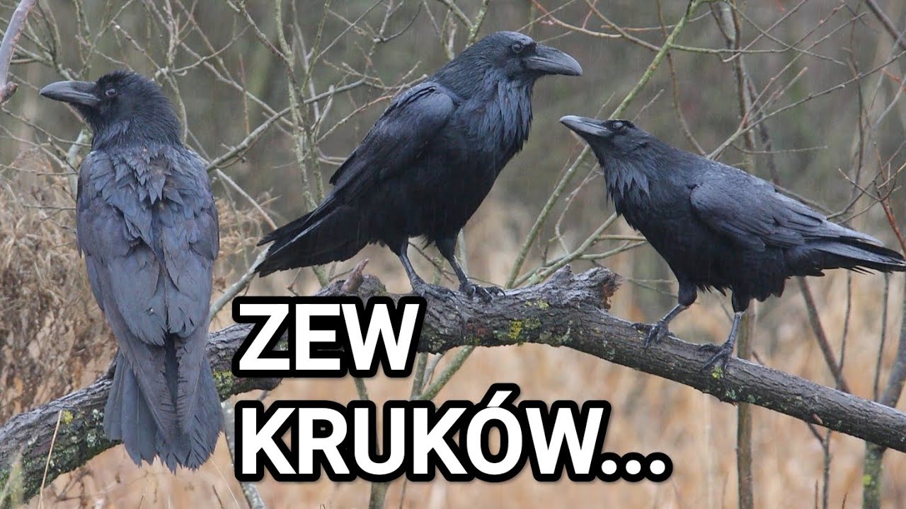 Zew kruków w zimowym mazurskim lesie | Cisza, śnieg i nagły lot | 4K