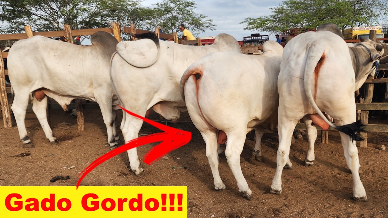 FEIRA DO GADO EM CACHOEIRINHA-PE  26-02-2026 #nordeste