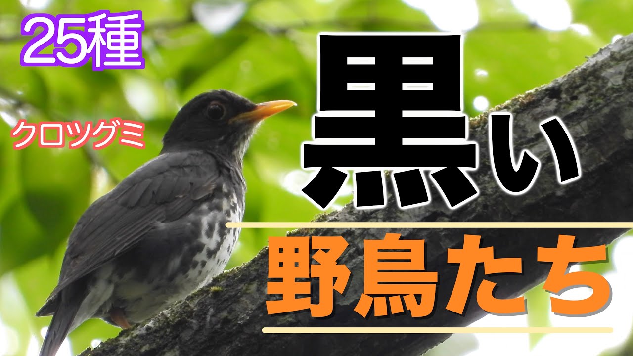 集めてみました！「黒」にまつわる鳥たち （25種）　−黒いといっても悪い鳥ではありません！珍客あり、馴染みの鳥あり、かわいい、ビューティ、いろいろあります！−