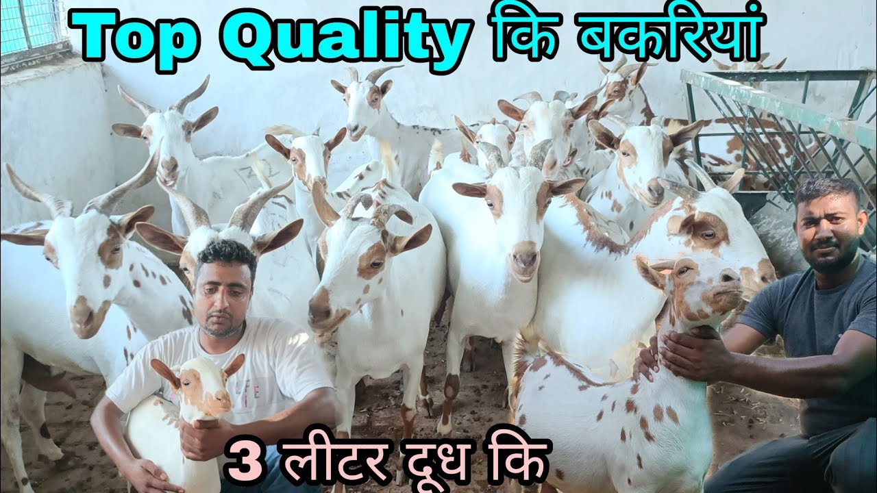 Barbari Goat Available with kids at Barbari Goat Farm Mathura UP