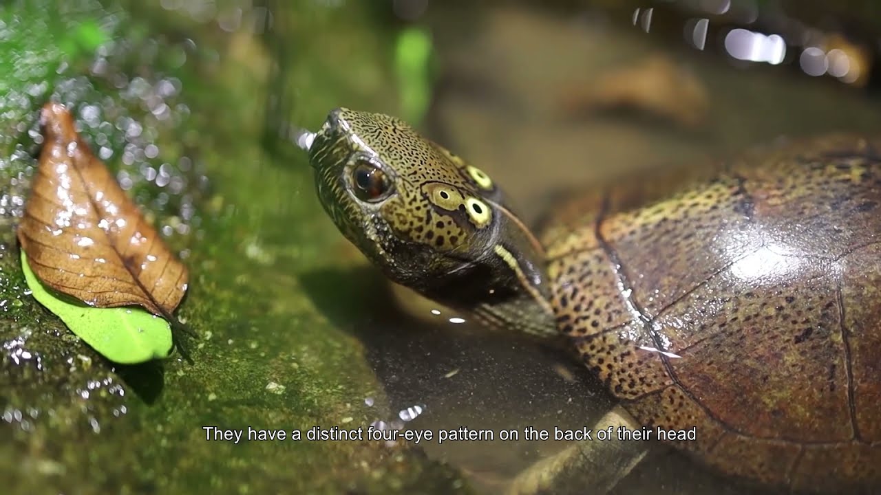 Hong Kong: The Last Frontier  (香港的淡水龜 | Hong Kong's Freshwater Turtles)