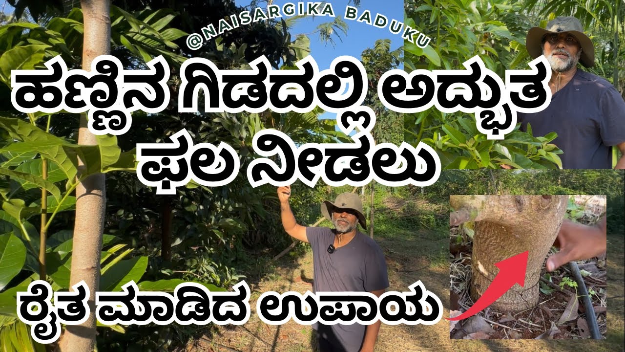 ಹಣ್ಣಿನ ಗಿಡದಲ್ಲಿ ಅದ್ಭುತ ಫಲ ನೀಡಲು ರೈತ ಮಾಡಿದ ಉಪಾಯ| #horticulture  | 🇮🇳💛❤️