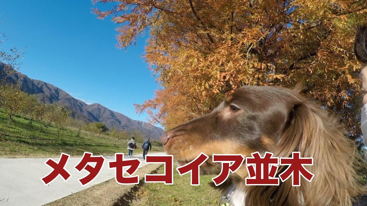 【愛犬と紅葉】マキノ高原のメタセコイア並木