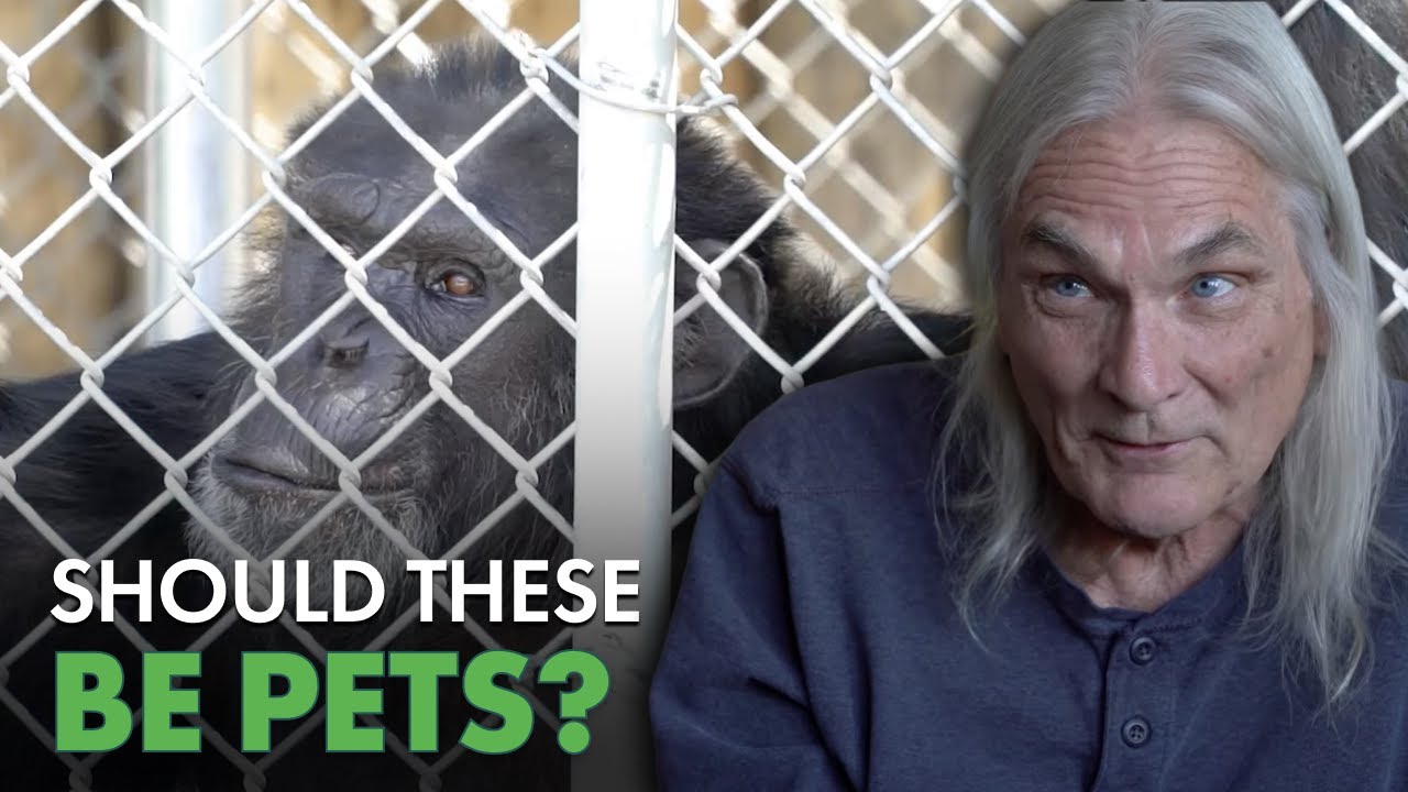 When Deadly Exotic Pets Escape... | Predator Pets