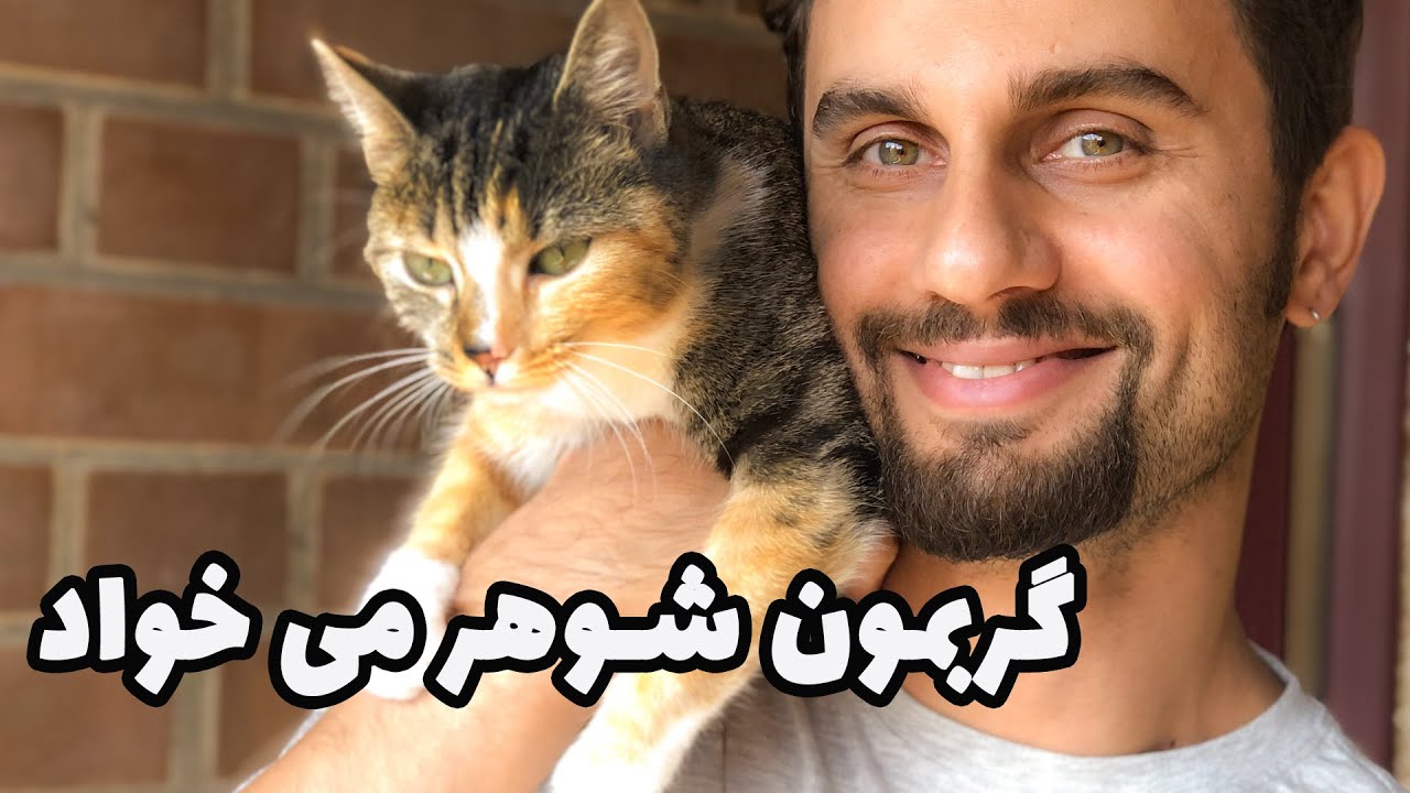 وقتی گربه مون فحل شد چیکار کنیم؟ علایم و نشانه های فحل چیست؟ نگهداری حیوون خونگی🐾