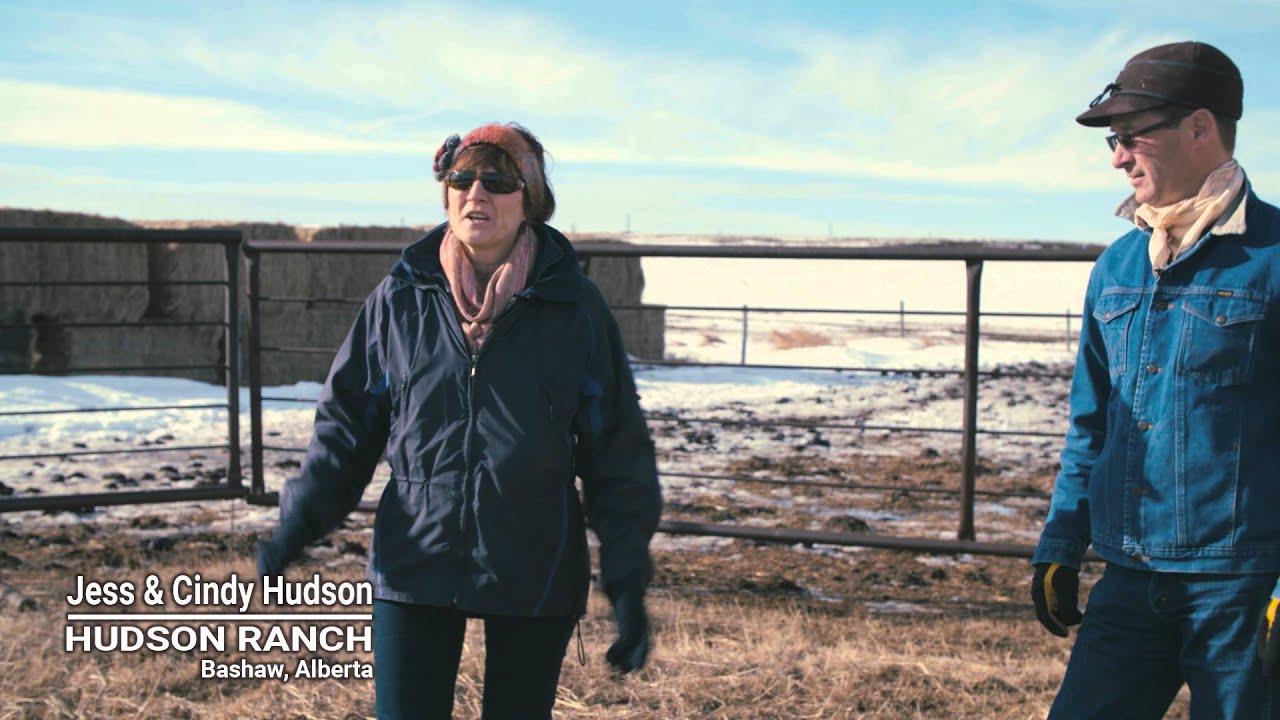 Winter Grazing Systems: Shelter & Bedding