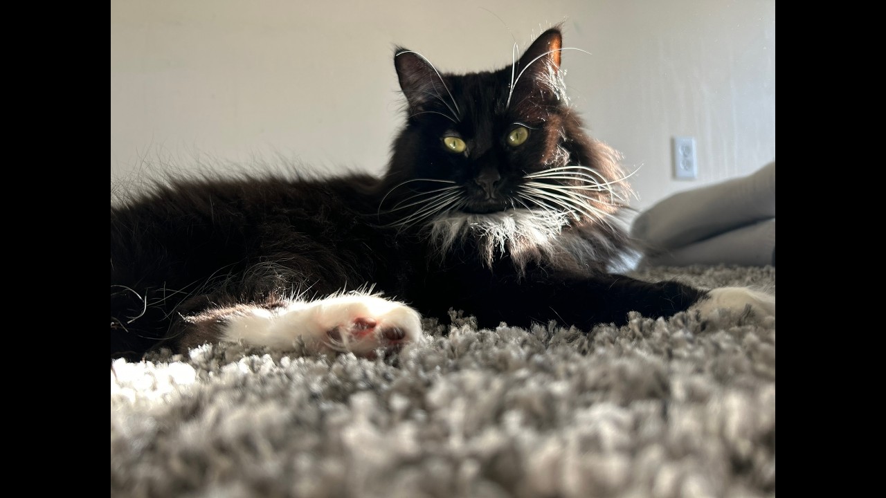 [FREE] BUBBLES - KEN CARSON TYPE BEAT | HARD TRAP