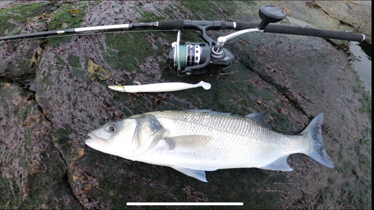 ONE FISHERMAN AND HIS LURE ROD CHASING SEA BASS!! 