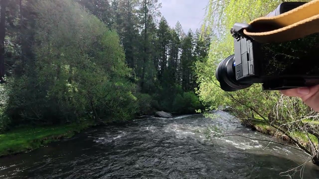 PHOTO CAT Photographs Catherine Creek State Park in Oregon