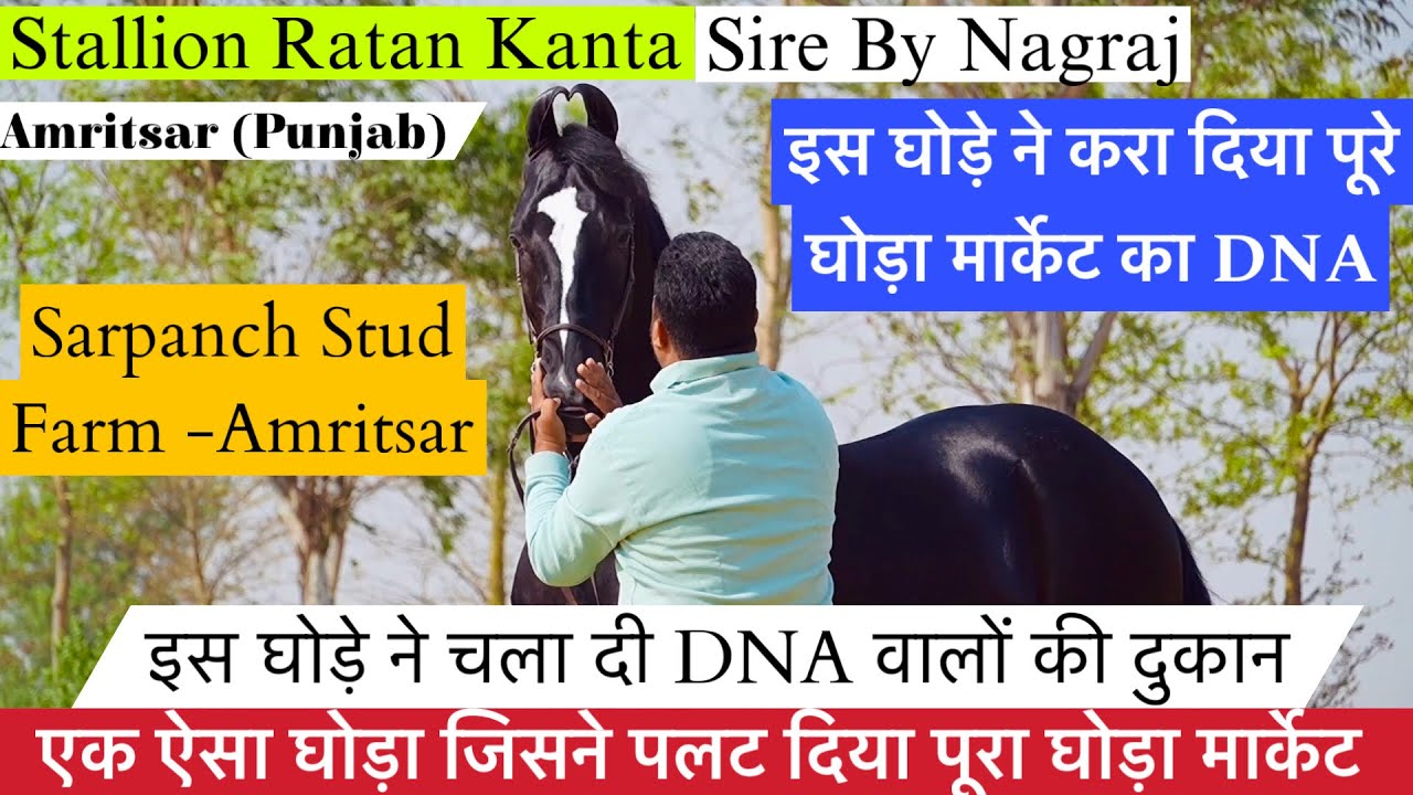 एक ऐसा घोड़ा जिसने पलट दिया घोड़ा मार्केट नागराज घोड़े का बच्चा अमृतसर का रतन कांटा घोड़ा !
