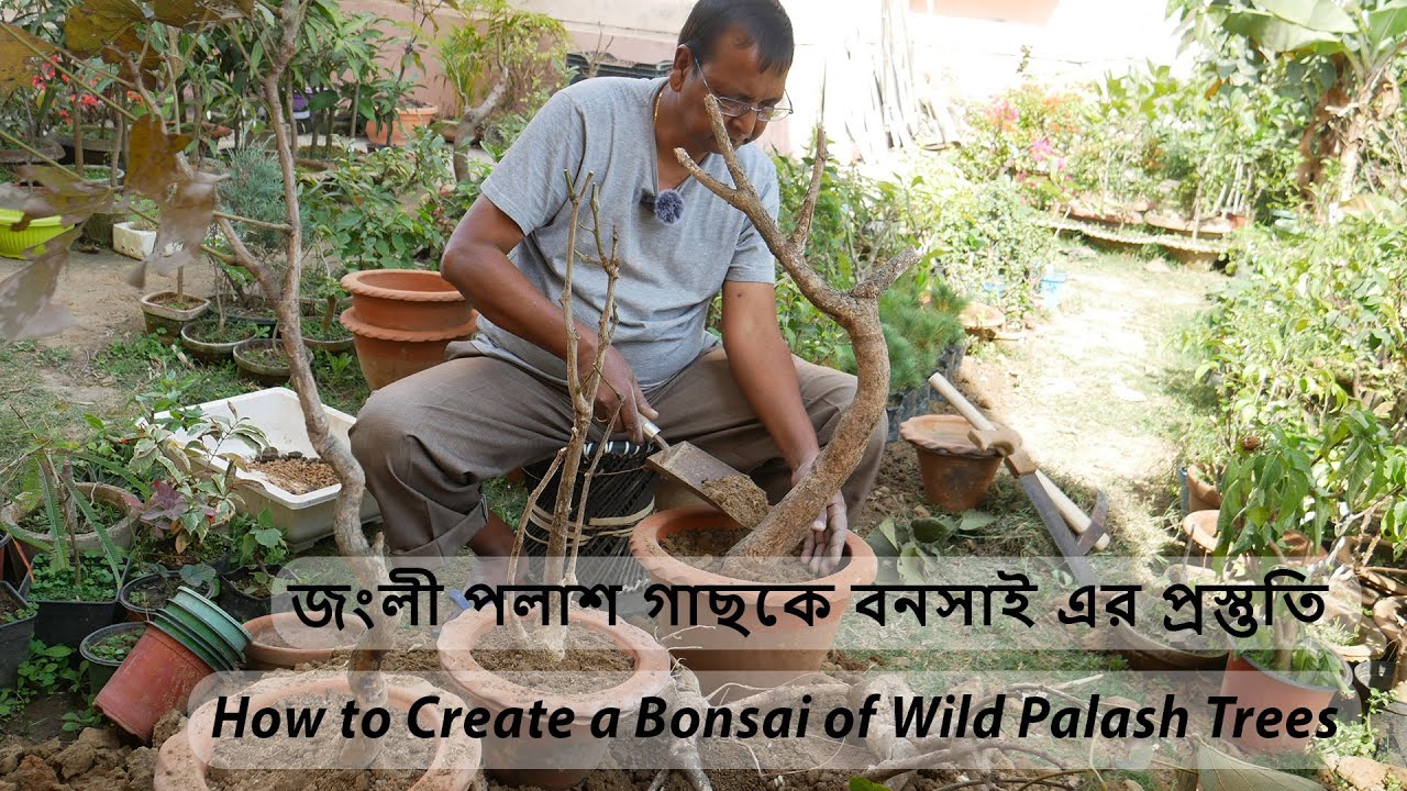 জংলী পলাশ গাছকে বনসাই এর প্রস্তুতি || How to Create a Bonsai of Wild Palash Trees ||
