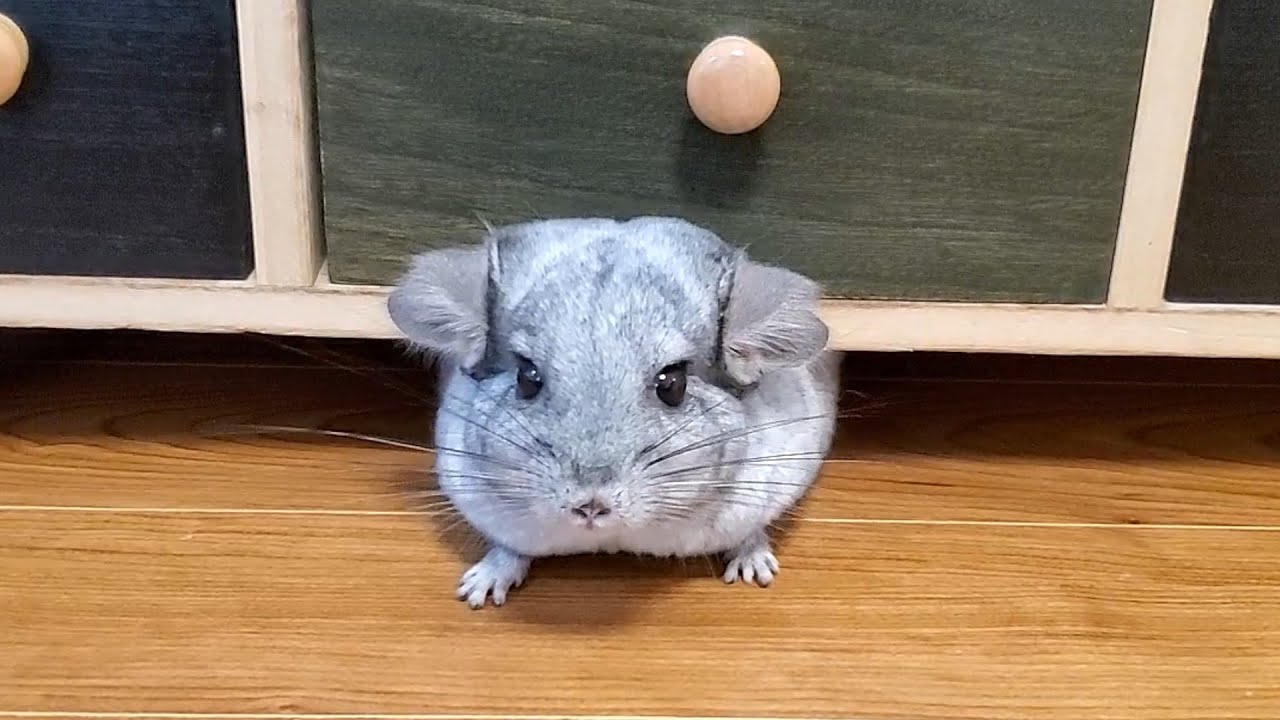チンチラの嬉しい時のかわいい鳴き声　Chinchilla noises