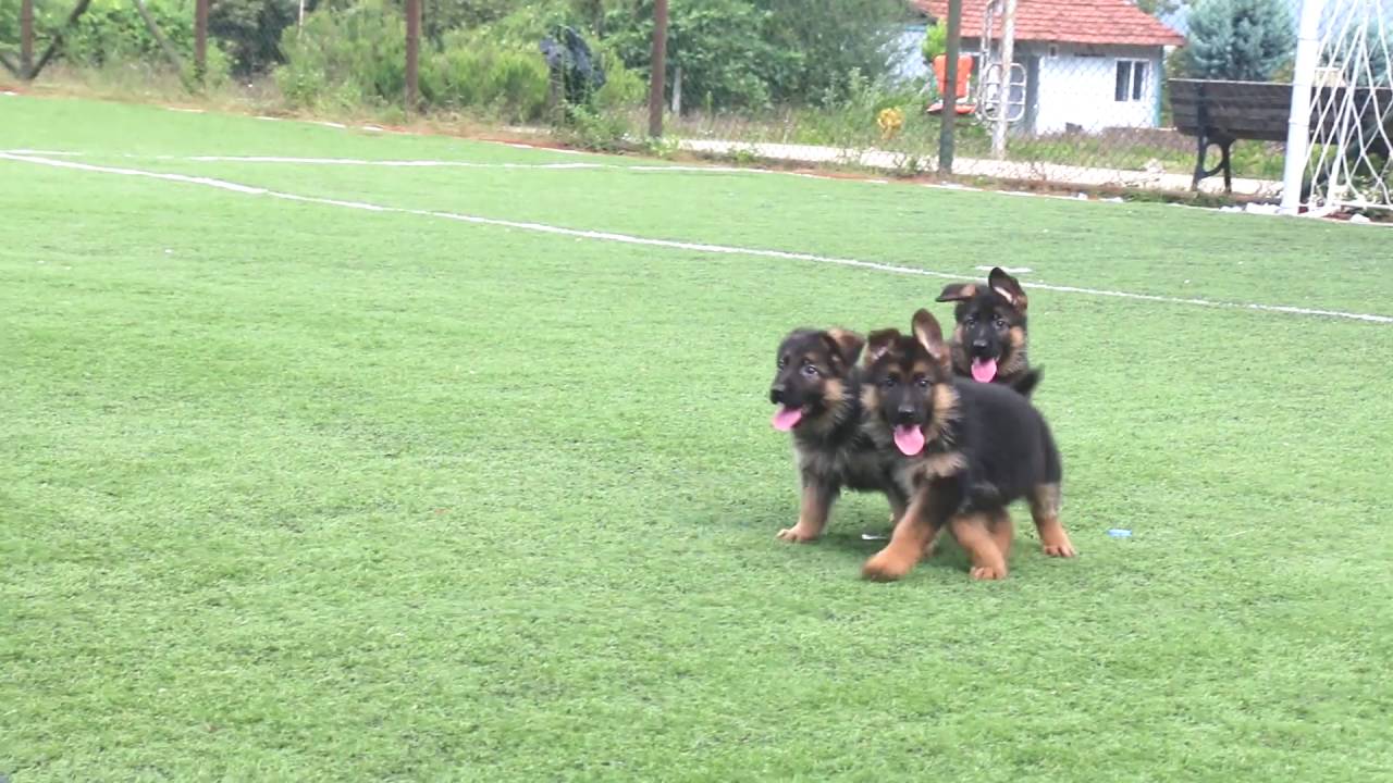Alman Kurdu Yavruları