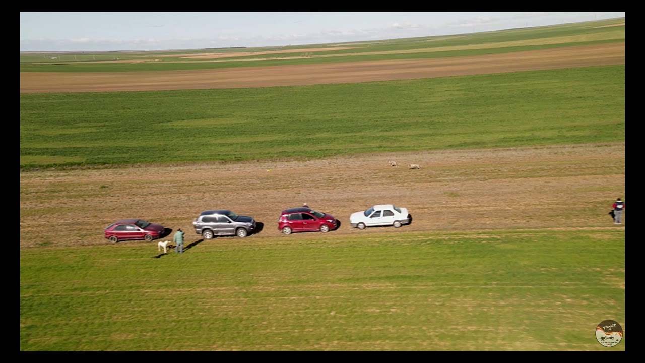 Galgos Recta Carreras De Galgos Desde Dron