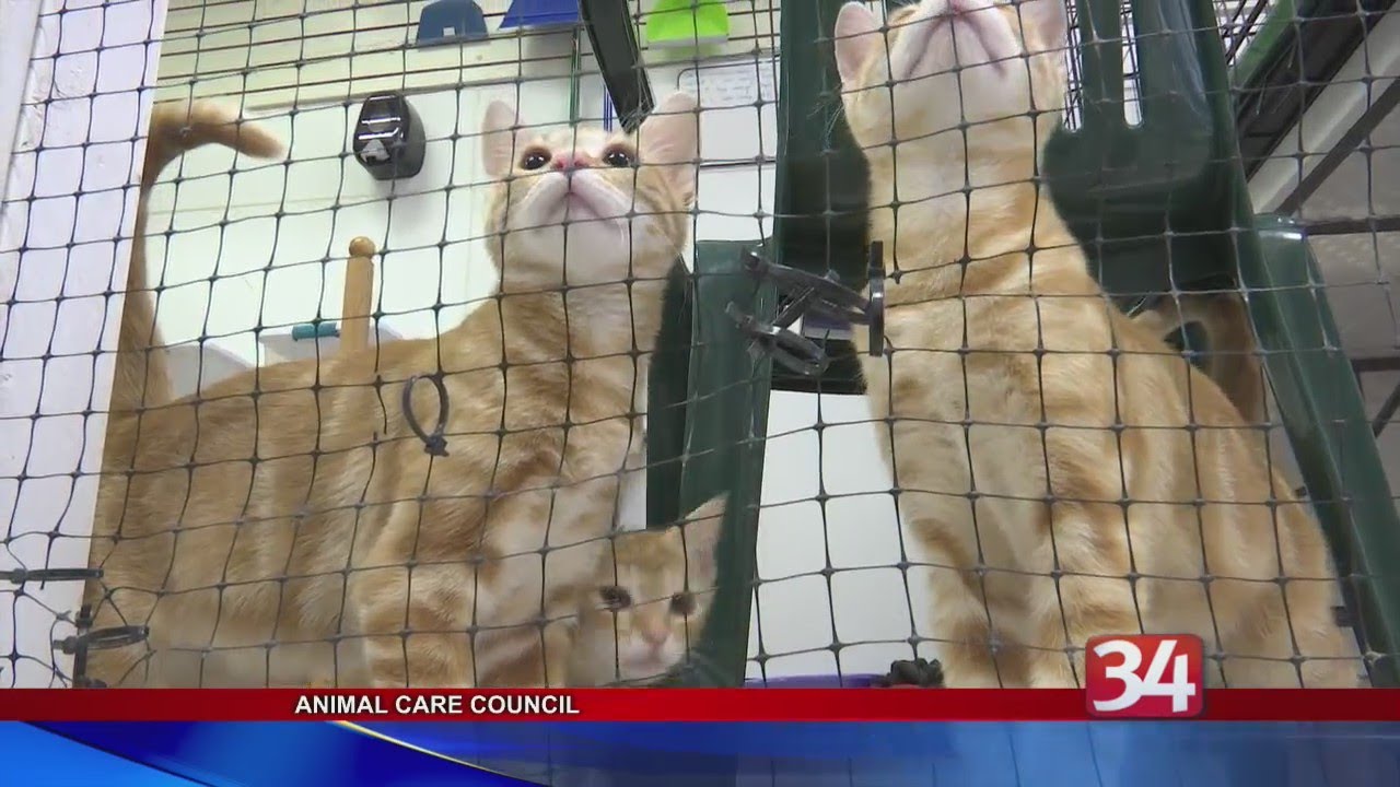Clear the Shelters: Animal Care Council