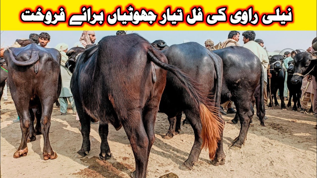 Nili Ravi Buffalo Jhotian Price In Punjab | Buffalo Farming In Punjab