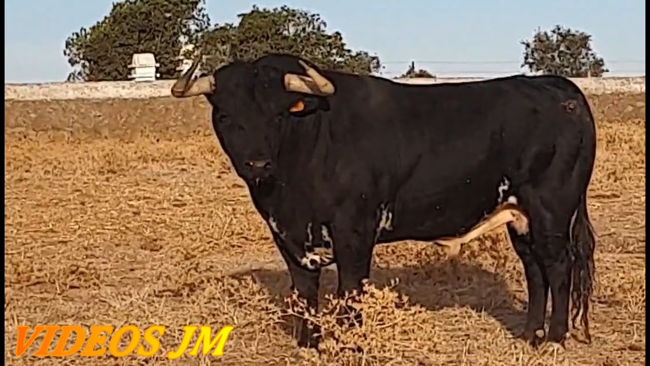 Gerardo Ortega..Toro de la Asociacion Toros Bravos En Guadalajara