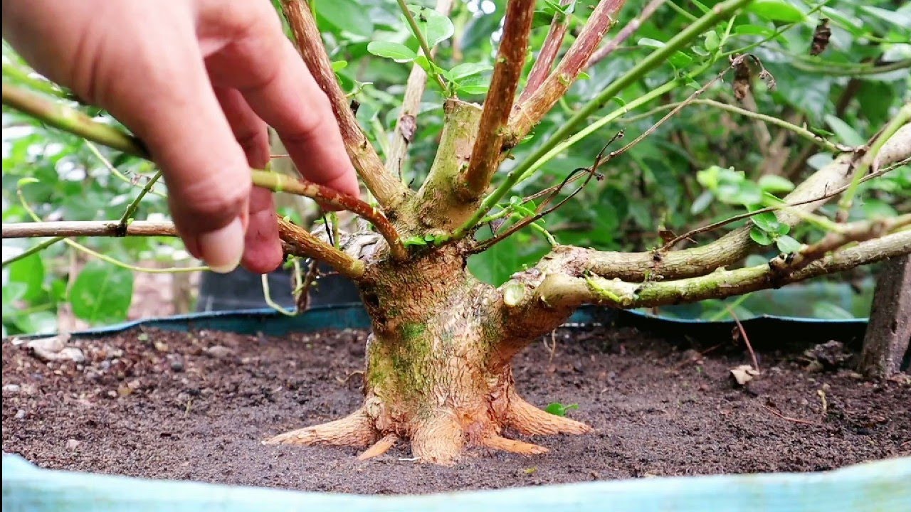 PROGRAM AKAR SAMPAI GERAK DASAR (SANCANG/PREMNA MICROPHYLLA)