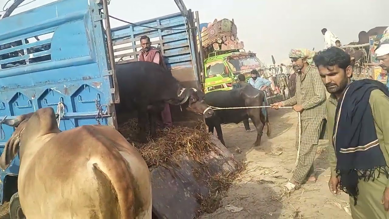 unloading buffalo in unique way#unloadingcow #lahoremandi
