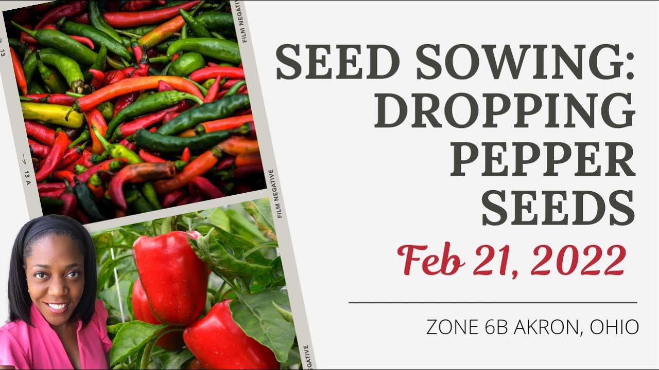 Sow With Me | Starting Pepper & Bonsai Seeds Indoors