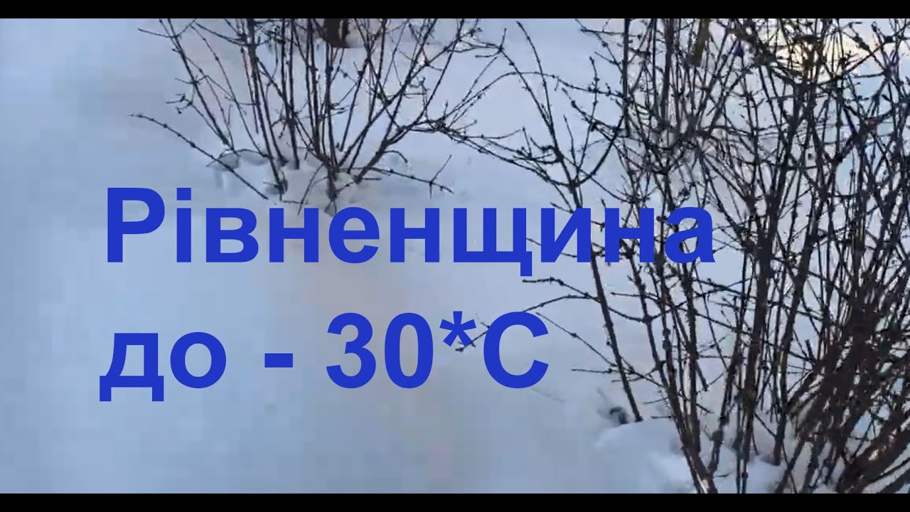 2 лютого 2026 на Рівненщині цієї ночі було до мінус 30 *С. Чи буде врожай? Нічого не вкрито #город
